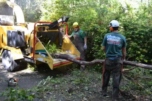 tree services Jupiter Inlet Colony